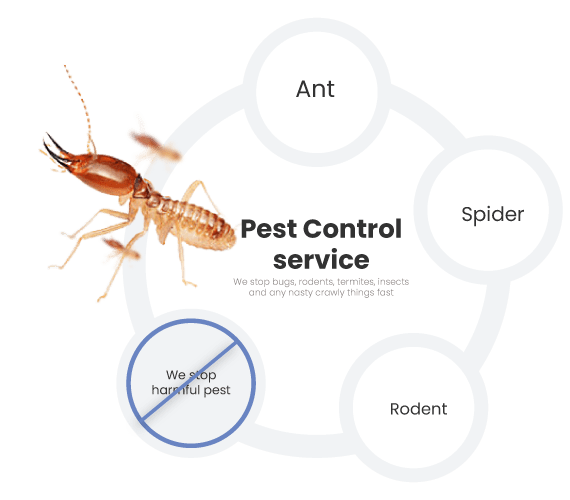 Pest Control Perth