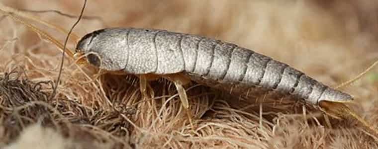 silverfish control perth