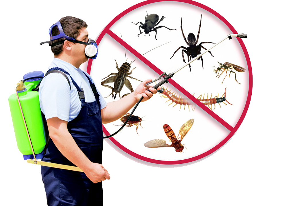 Pest Control Perth Northern Suburbs