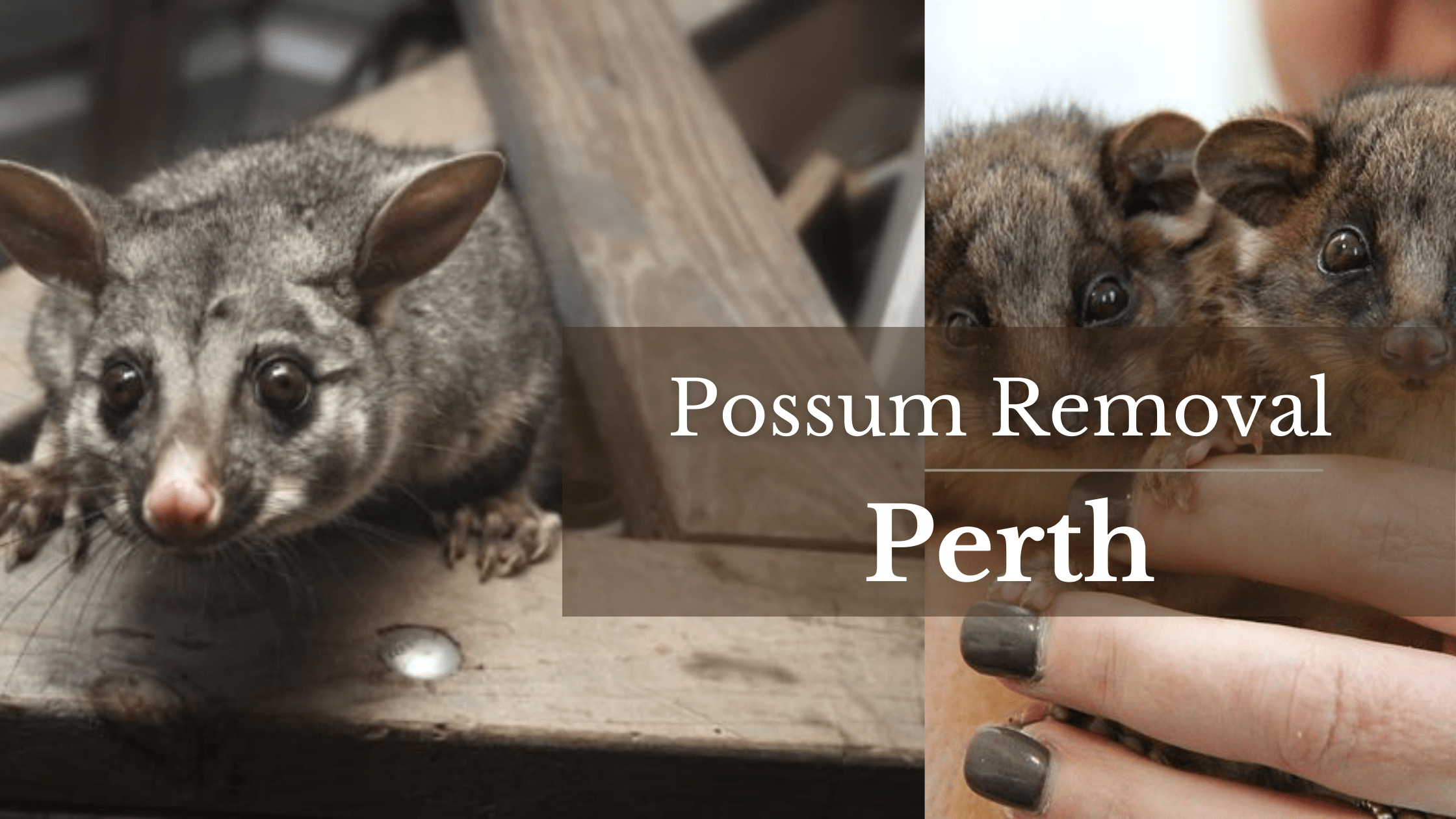 Possum Removal Perth