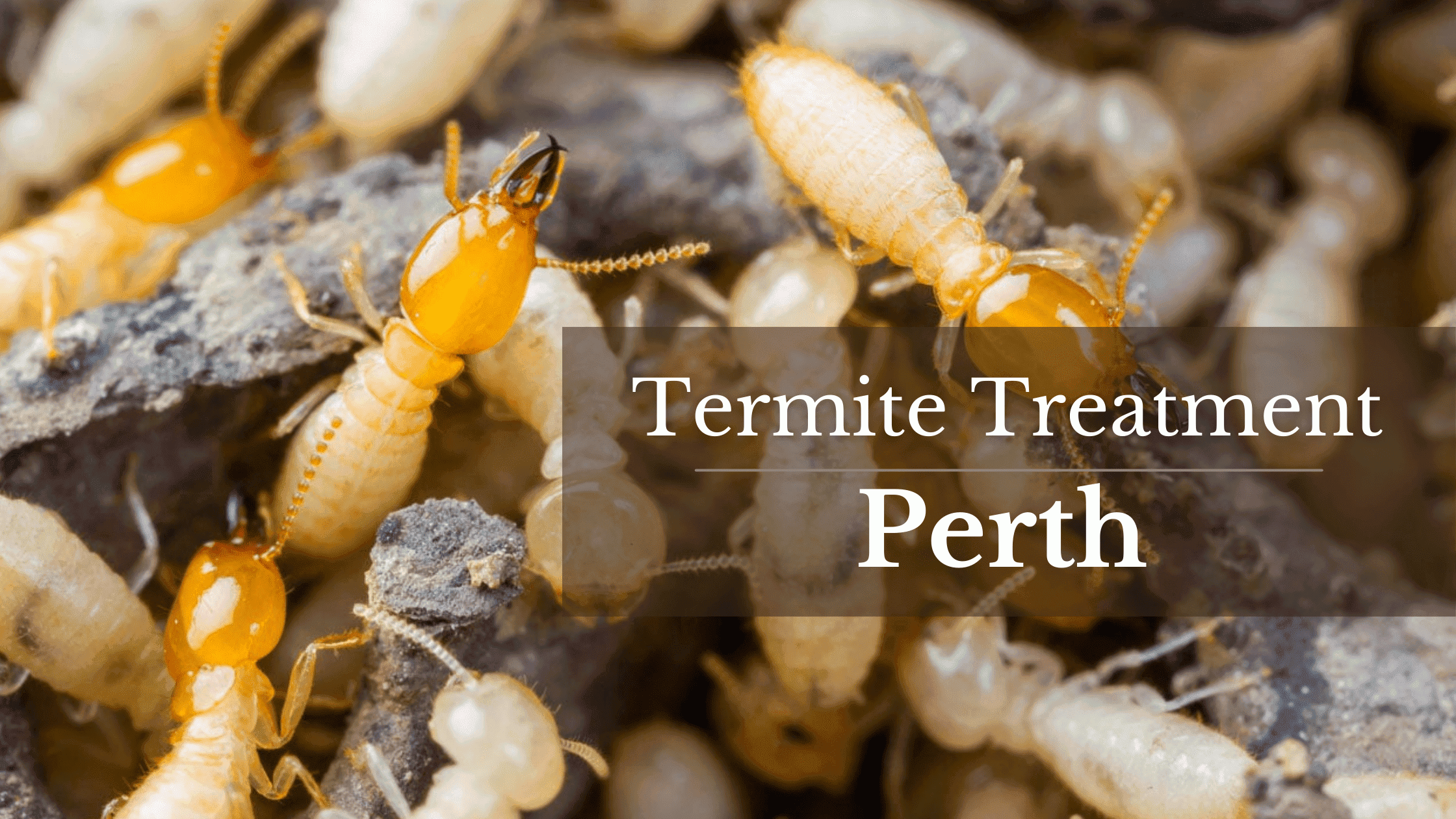 Termite Treatment Perth