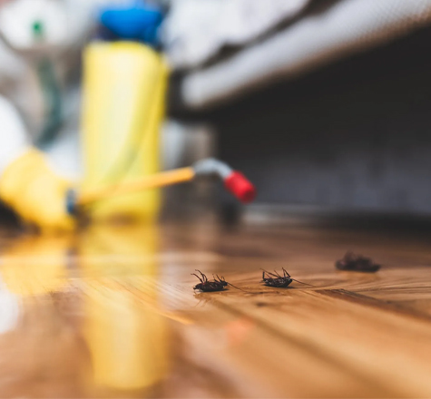 Pest Control Services Stirling