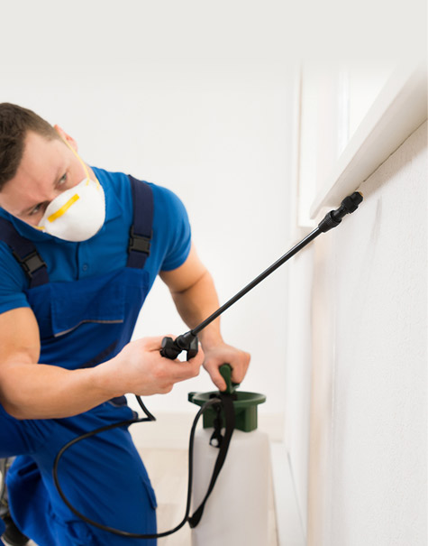 Professional Pest Controllers In Bateman