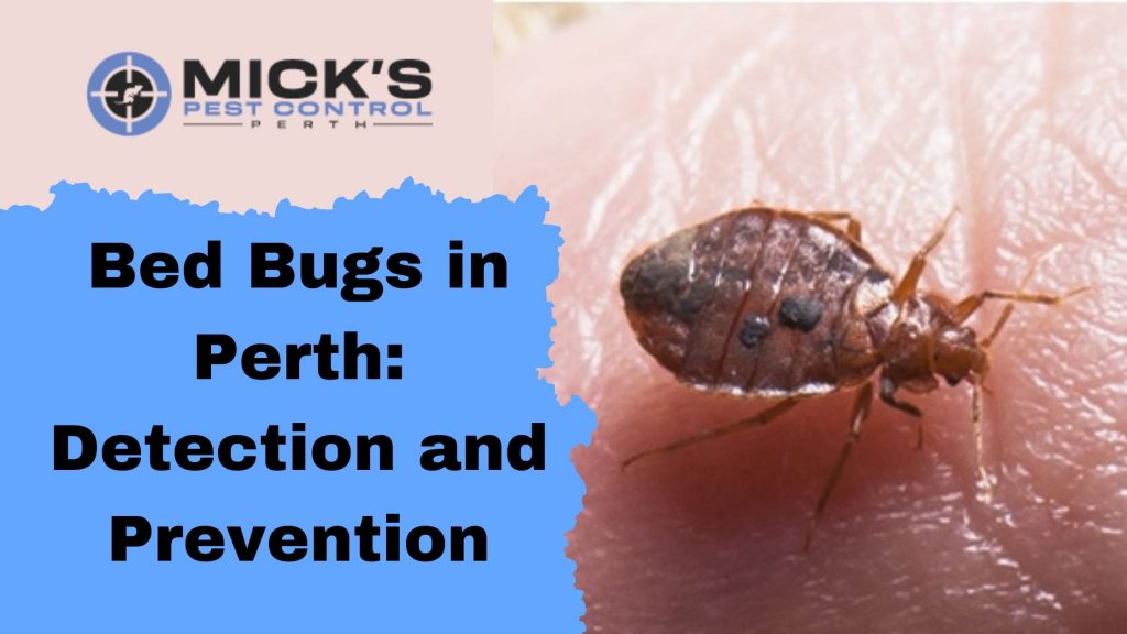 Bed Bugs in Perth: Detection and Prevention