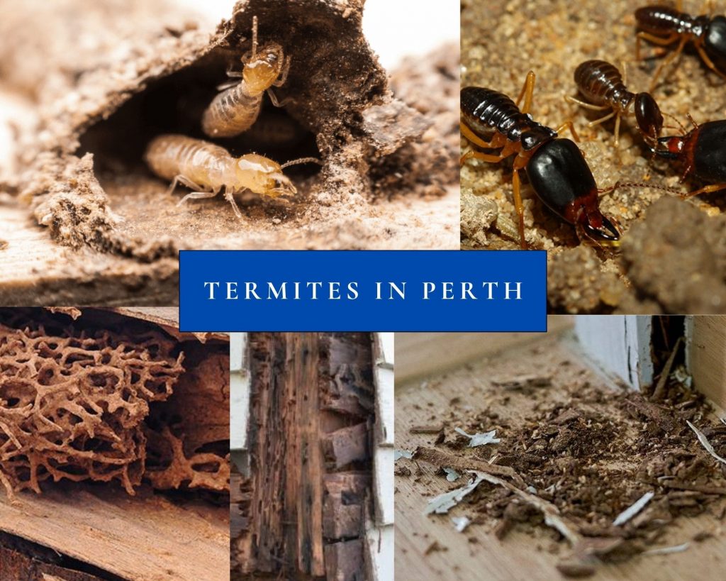 Termites in Perth