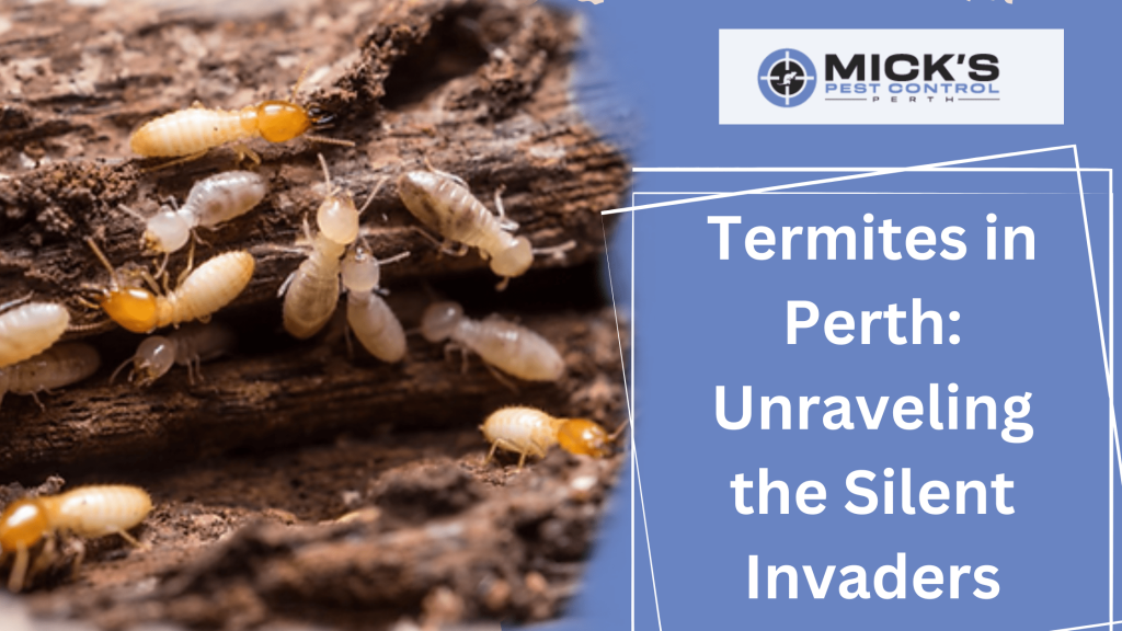 Termites in Perth Unraveling the Silent Invaders