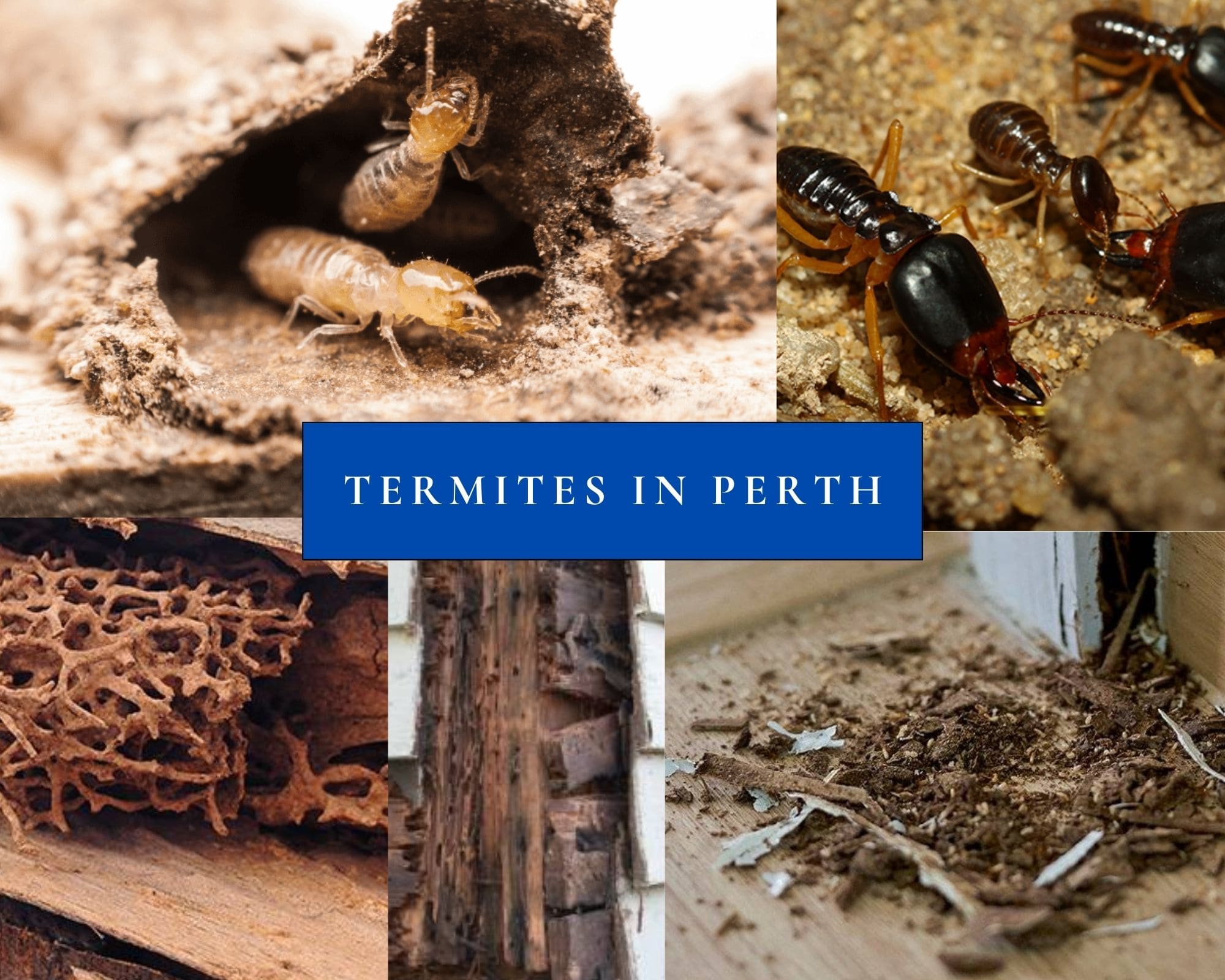 Termites in Perth | A Guide to Understanding These Silent Invaders