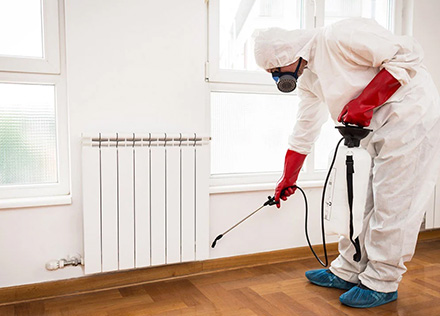 Our Expert Pest Control Process