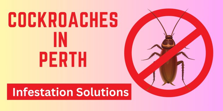 Cockroaches In Perth : Infestation Solutions