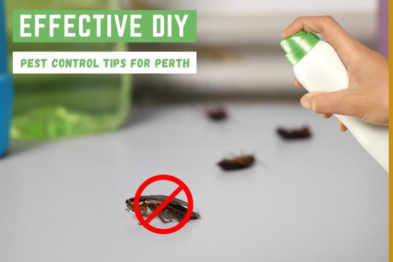DIY Pest Control Tips